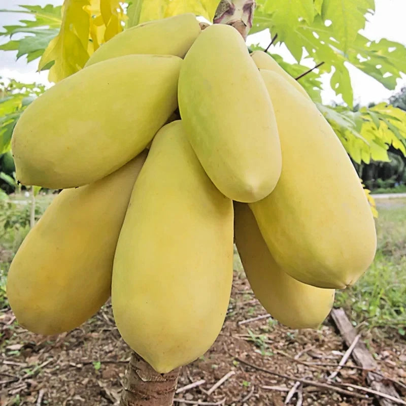 Golden Papaya Seeds (Carica papaya 'Golden') – 1000+ Bulk Premium High-Yield Sweet Honey-Gold Papaya Seeds
