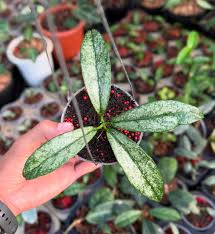Hoya Buntokensis Purnama Silver | Ultra Rare Silver Hoya Wax Plant | Collector Specimen