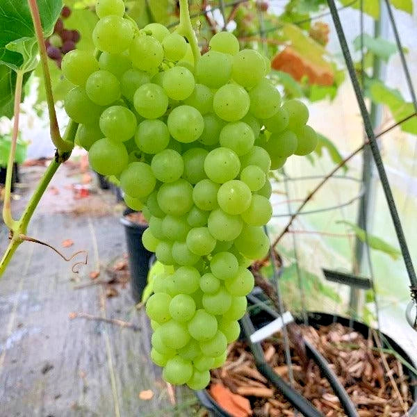 Premium Perlette Seedless Grape Seeds (Vitis vinifera var. Perlette) – Exotic Sweet Green Table Grape Fruit Seeds for Planting (100+ Pcs)
