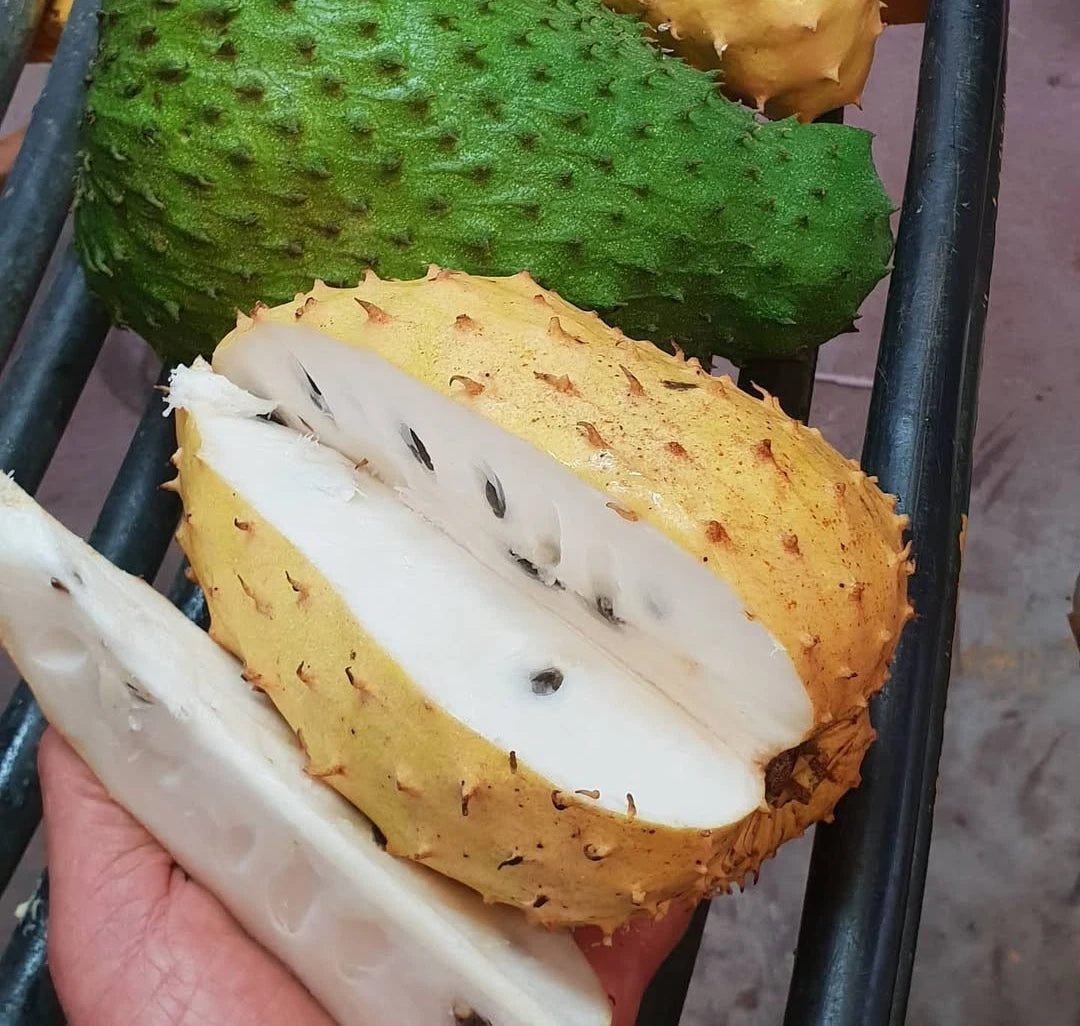Golden Soursop Seeds 1,000+ pcs (Annona muricata var. Lutea) – Premium Certified Rare Exotic Yellow Graviola Fruit Tree Plant Seeds for Planting