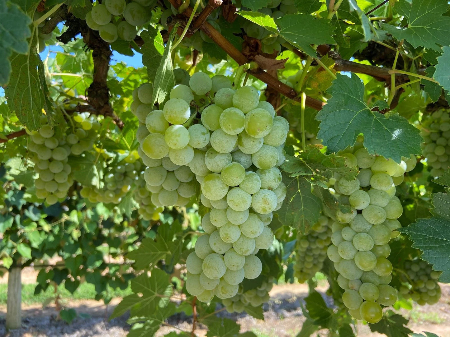 Arnsburger Grape Seeds 100+ pcs (Vitis vinifera 'Arnsburger') – Premium Certified Wine and Table Grape Vine Plant Seeds for Planting