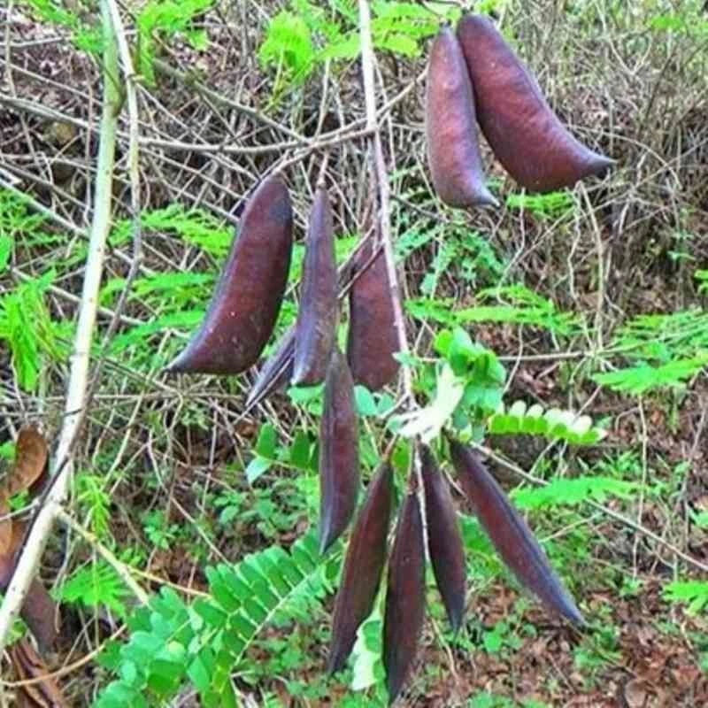 Sappan Wood Tree Seeds (Caesalpinia sappan / 100+ Rare Medicinal & Dye Wood Seeds) – Premium Exotic Botanical Plant Seeds for Planting