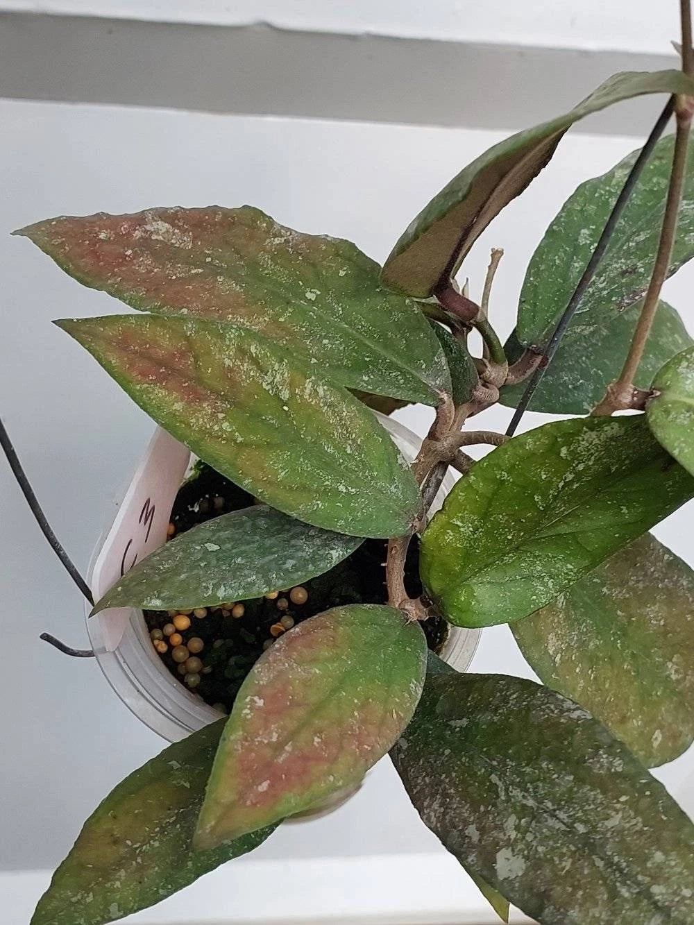 Hoya Kencana Rare Tropical Hybrid Wax Plant Seeds / Cuttings (Hoya vitellinoides x caudata) – Premium Certified Bengkulu Hybrid Waxflower Plant for Planting