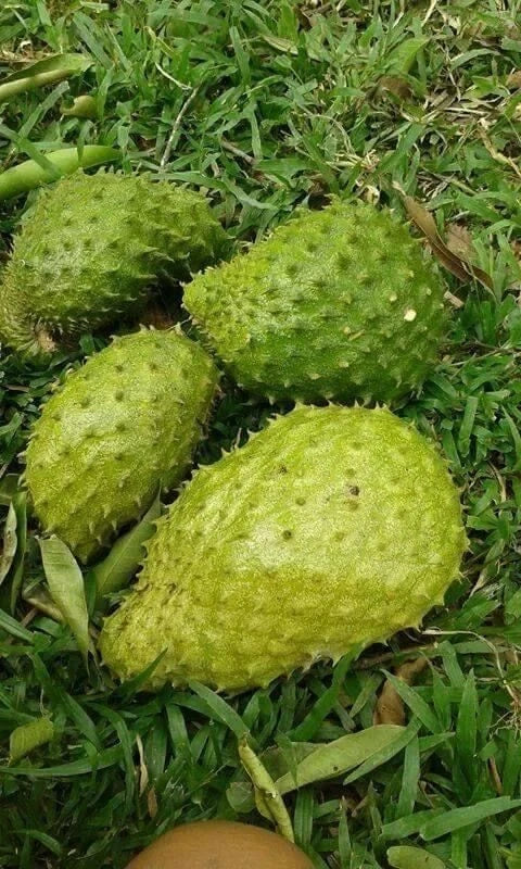 Premium Soursop Seeds var. Veracruz (Annona muricata) – Sweet Soursop Exotic Fruit Seeds for Planting (100 Pcs)