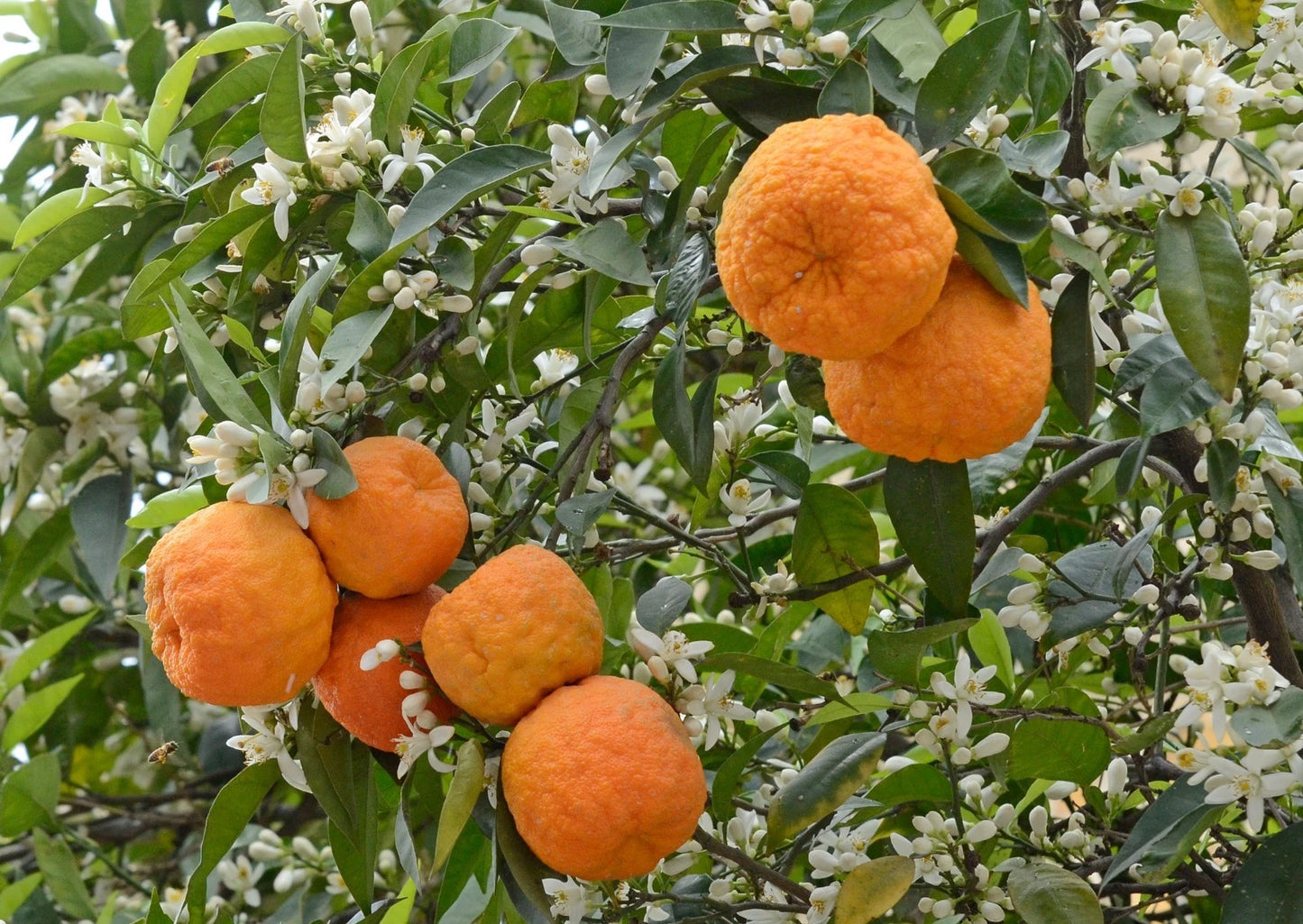 Bitter Orange Seeds (Citrus × Aurantium) – Certified Heirloom Sevillana Sour Citrus Fruit Crop for Planting