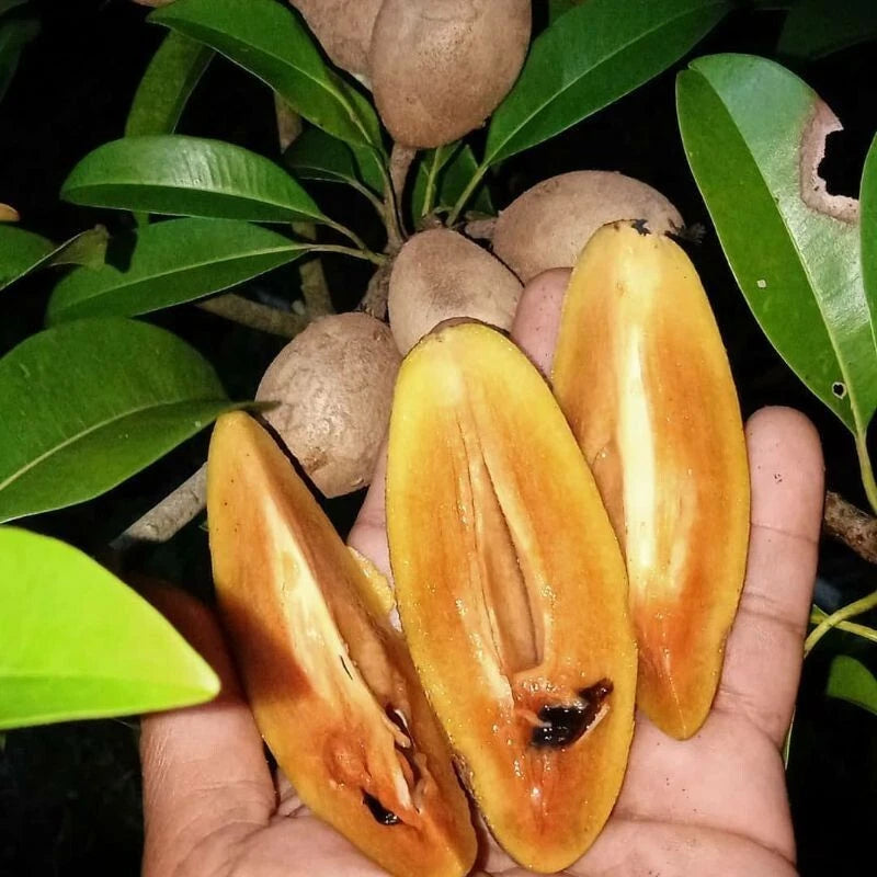 35+ Sapodilla Cucumber Seeds (Manilkara zapota / Long Chico Fruit Tree / Elongated Brown Sugar Sapote) – Premium Tropical Fruit Tree & Orchard Seeds for Planting