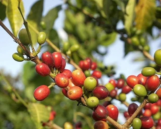 Laurina Coffee Seeds (Coffea arabica var. Laurina / Bourbon Pointu) – Rare Low-Caffeine Gourmet Coffee Bean Seeds for Planting (120 Pcs)