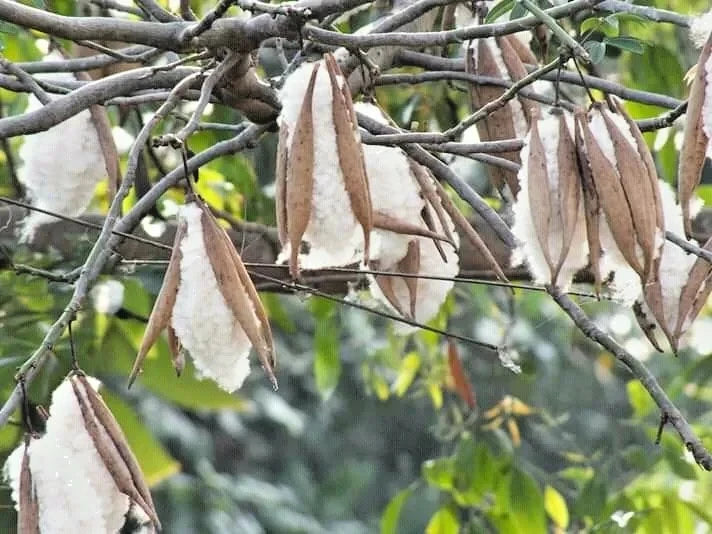 100+ Kapok Tree Seeds | Randu Cotton Tree | Ceiba Pentandra | Fast Growing Tropical Tree