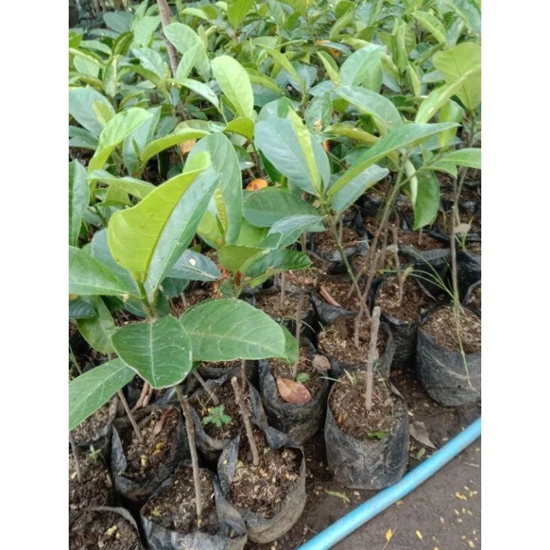 Grafted Cempedak Fruit Tree - Sweet Aromatic Tropical Variety