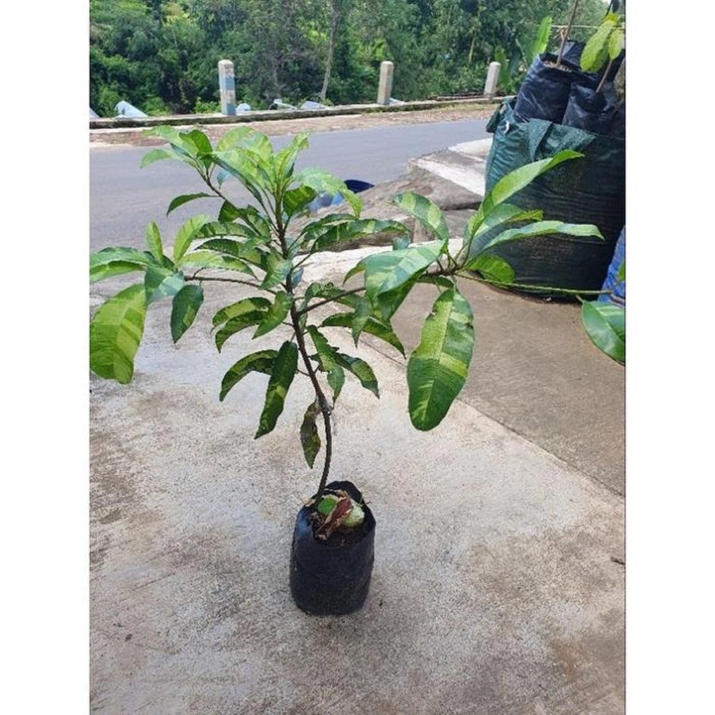 Rare Variegated Sapodilla (Manilkara zapota) - Premium Grafted Exotic Fruit Tree