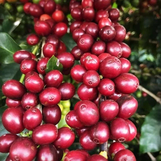 Limu Coffee Seeds (Coffea arabica var. Limu) – Premium Certified High-Yield Specialty Ethiopian Gourmet Coffee Bean Seeds for Planting (120 Pcs)