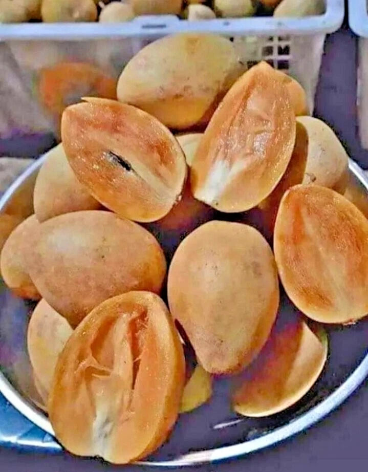 Premium Sapodilla Honey Seeds (Manilkara zapota var. Honey) – Sweet Chico Zapote Exotic Fruit Seeds for Planting (500+ Pcs)