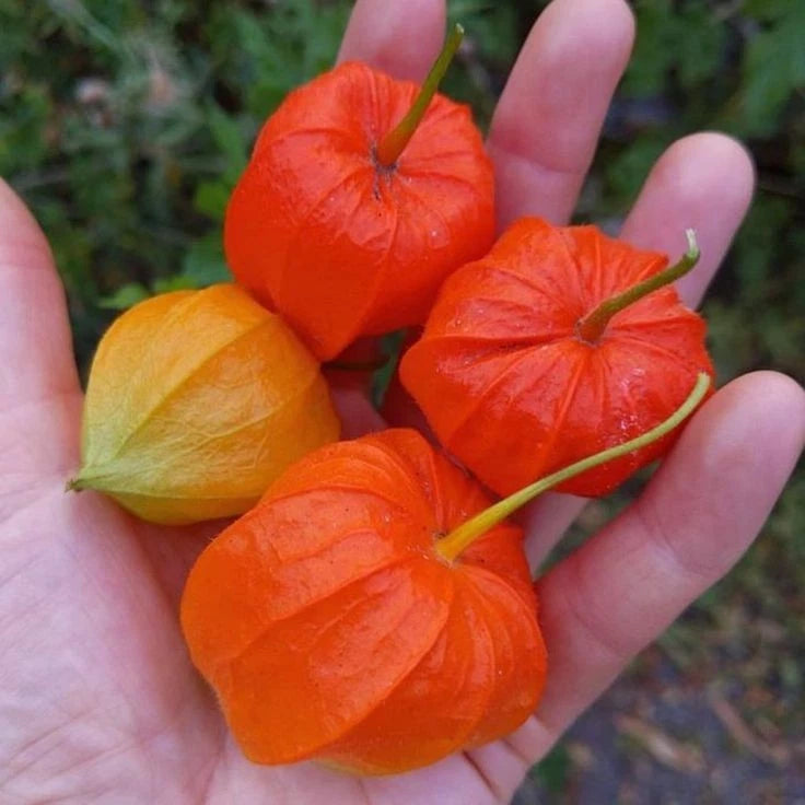 250+ 'Red Big' Physalis Seeds (Physalis peruviana) – Elite 'Red Golden Berry' / Ciplukan Botanical Specimen (Collectors Quality)