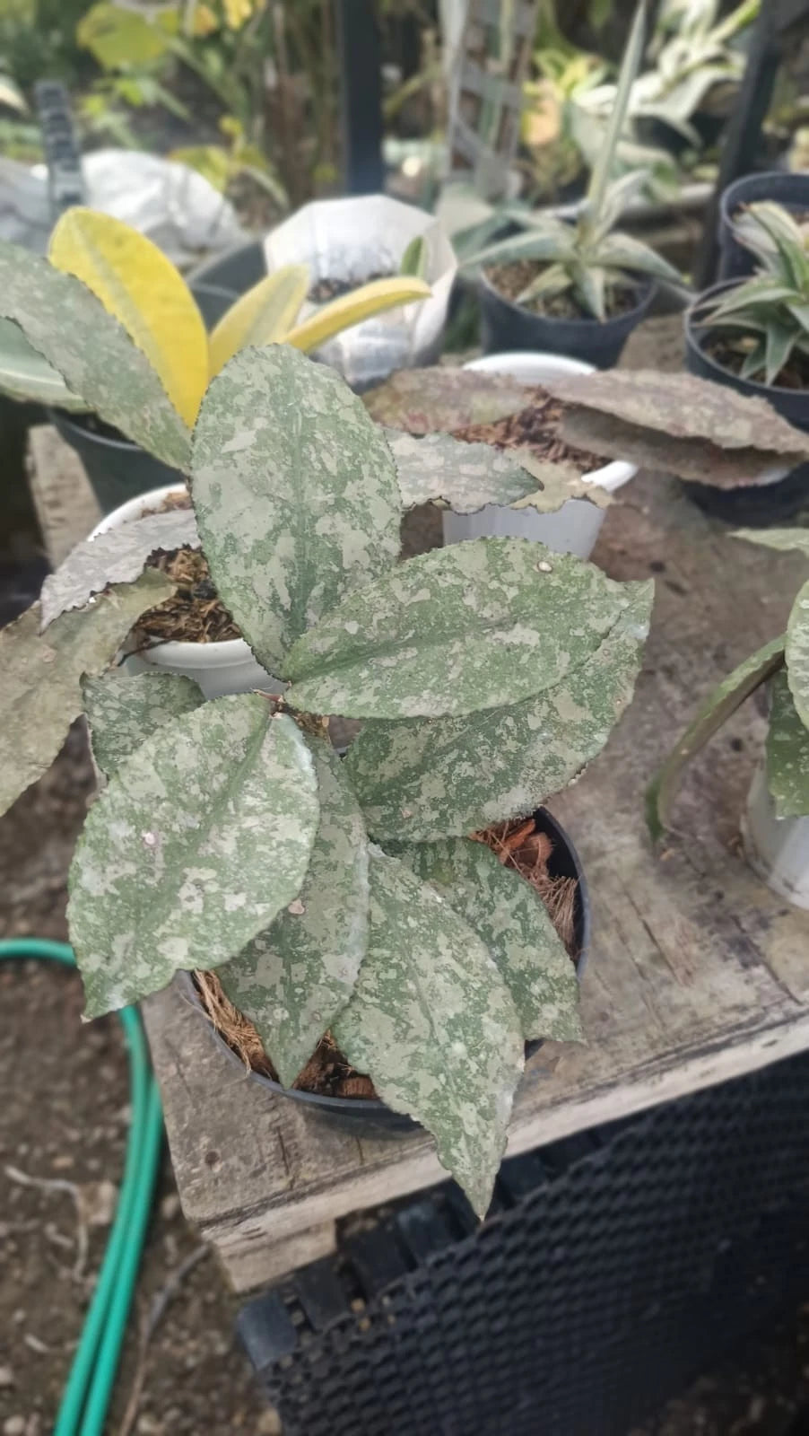 Hoya Undulata Pink Tricolor Silver Splash (Rare Tropical Wax Plant / Exotic Epiphytic Vine) – Premium Rare Epiphyte & Botanical Specimen for Planting