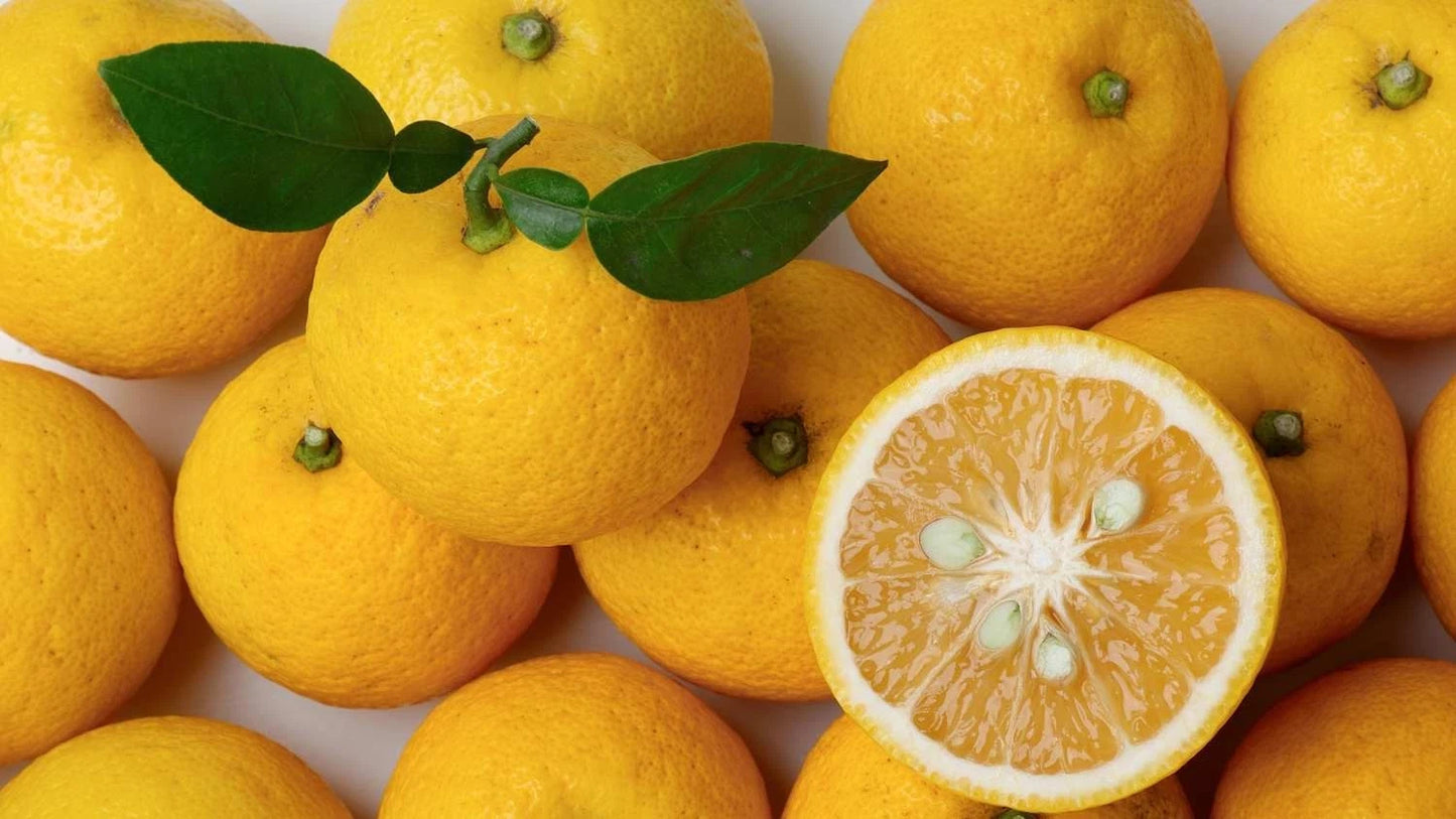 Yuzu Citrus Seeds (Citrus junos / 100+ Premium Japanese Yuzu Fruit Seeds) – Premium Exotic Botanical Specimen Plant Seeds for Planting