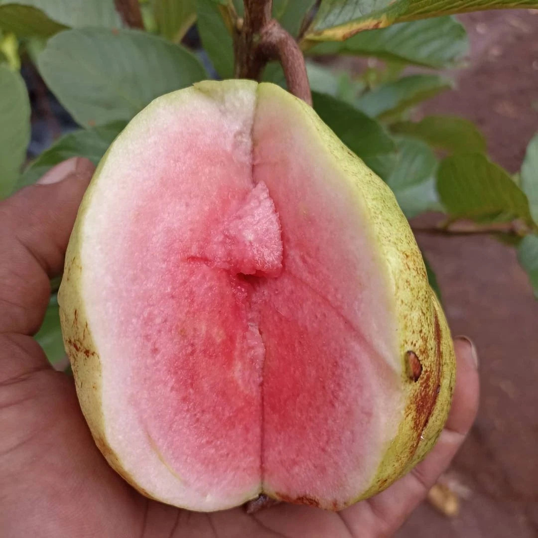 250+ Red Guava Seeds var. Crystal (Psidium guajava) – Certified Premium Pink Guava Fruit Crop Seeds for Planting