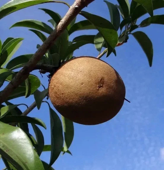 CO-3 Sapodilla Seeds (Manilkara zapota) – 35+ Premium Fresh Sweet CO3 Chikoo / Sawo Fruit Seeds for Planting