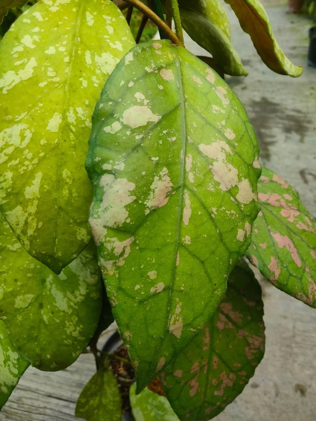 Hoya sp. Aceh Rice Splash - Rare & Unique Tropical Wax Plant