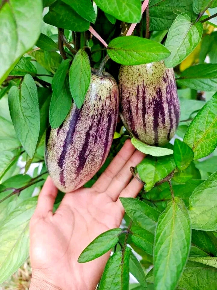 100+ Purple Pepino Seeds (Solanum muricatum) | Exotic Melon Pear Fruit | Sweet Edible Plant | Rare Fruit Seeds