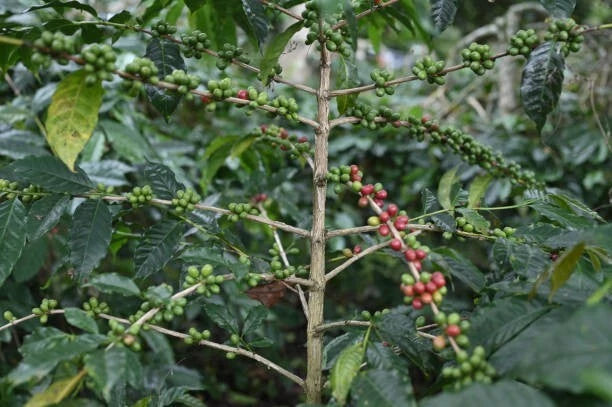 120+ 'Gayo' Coffee Seeds (Coffea arabica var. Gayo) – Elite Highland Estate Botanical Specimen (Collectors Quality)