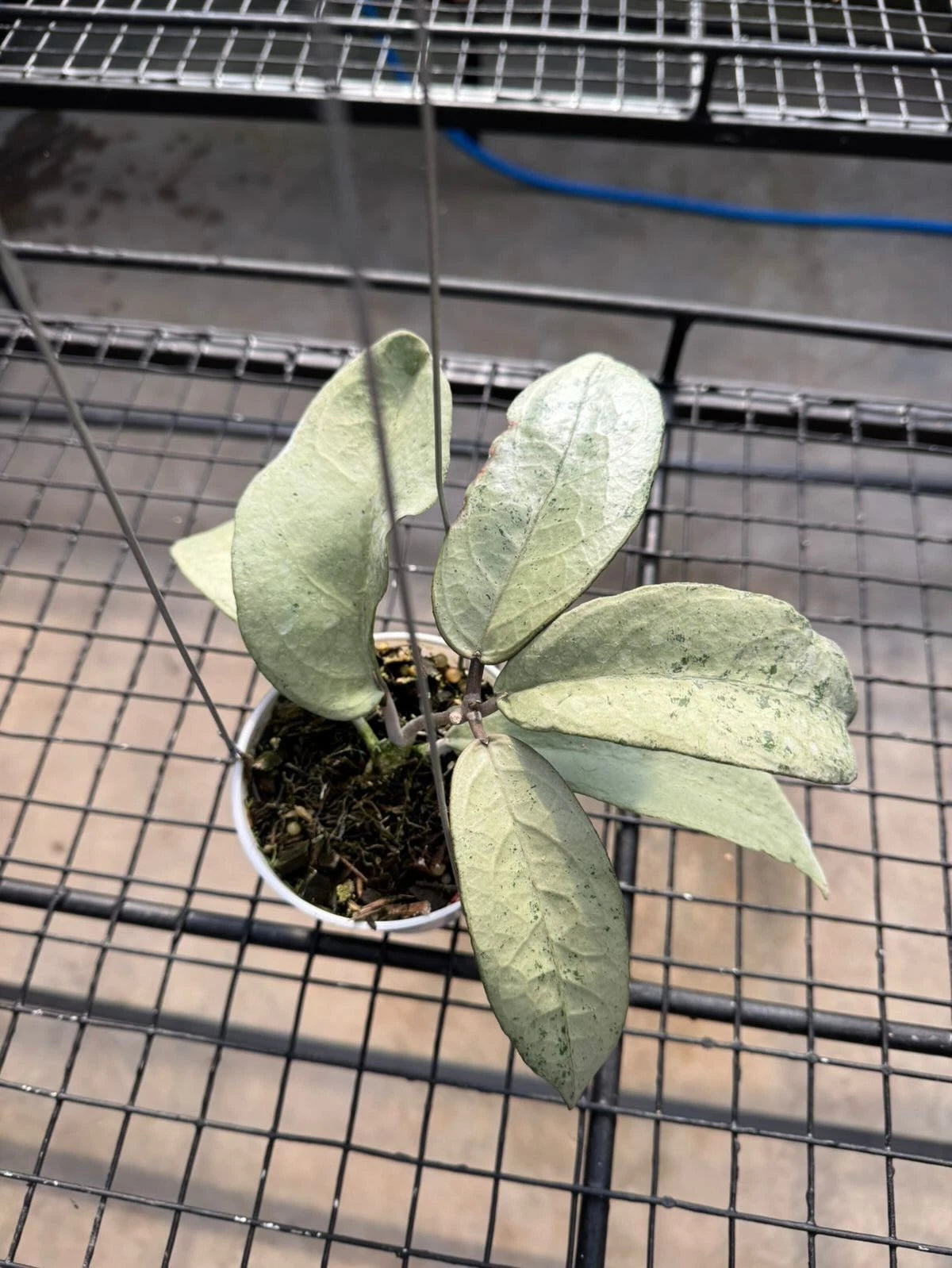 Hoya Emperor Silver AFF Clemensiorum Rare Hoya Plant | Tropical Indoor Wax Plant | Collector Houseplant