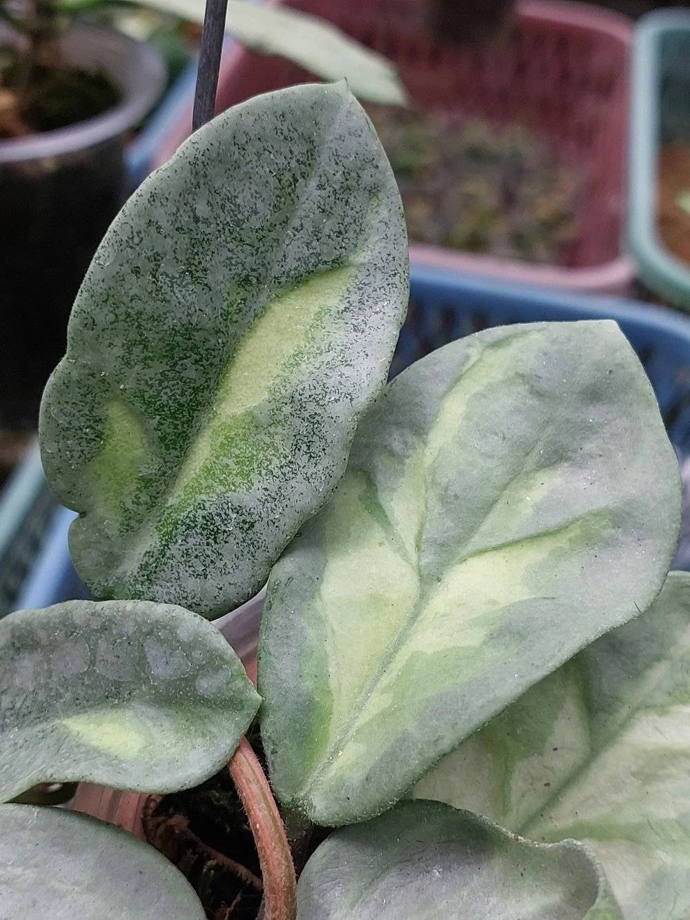 Stunning Hoya Argentea Princess – Rare Tropical Indoor & Outdoor Wax Plant