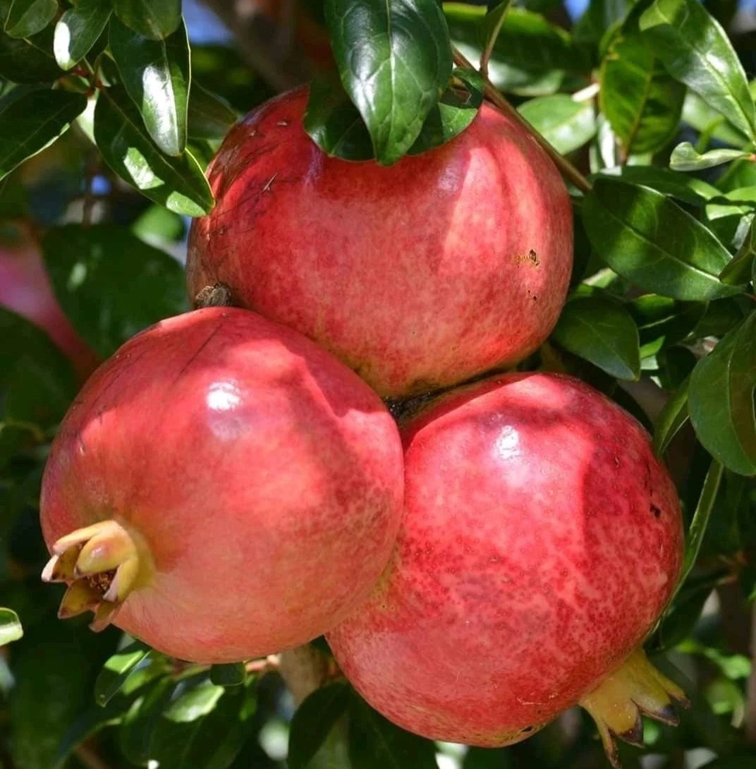 Salavatski Pomegranate Seeds (Punica granatum) – 100 Pcs Premium Ultra Cold-Hardy Russian Salavatski Pomegranate Seeds