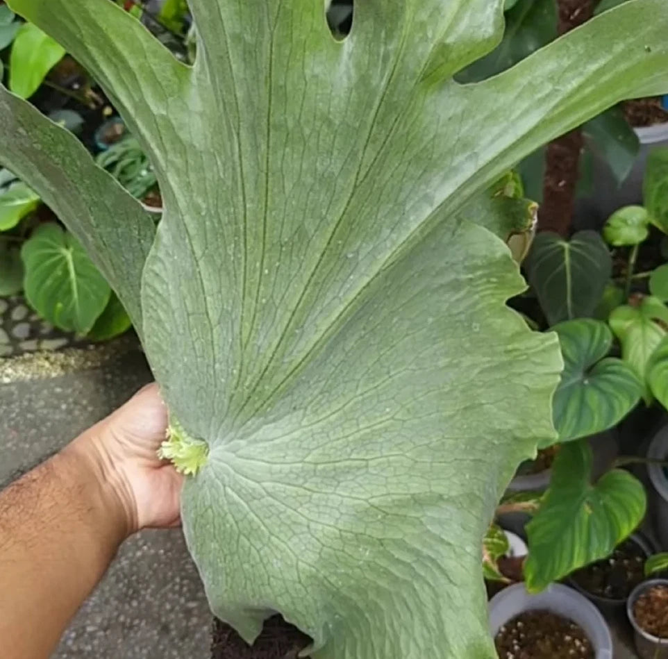 Platycerium wandae – Rare Tropical Staghorn Fern