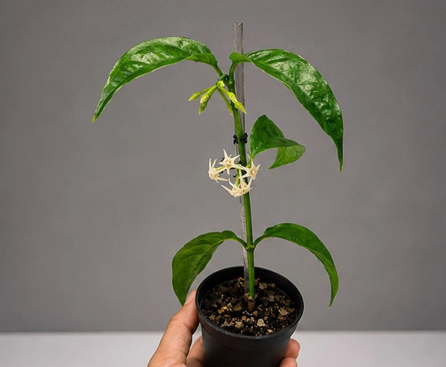 Rare Hoya Solokensis Live Plant - Premium Exotic Tropical Fragrant Cream Star Wax Plant