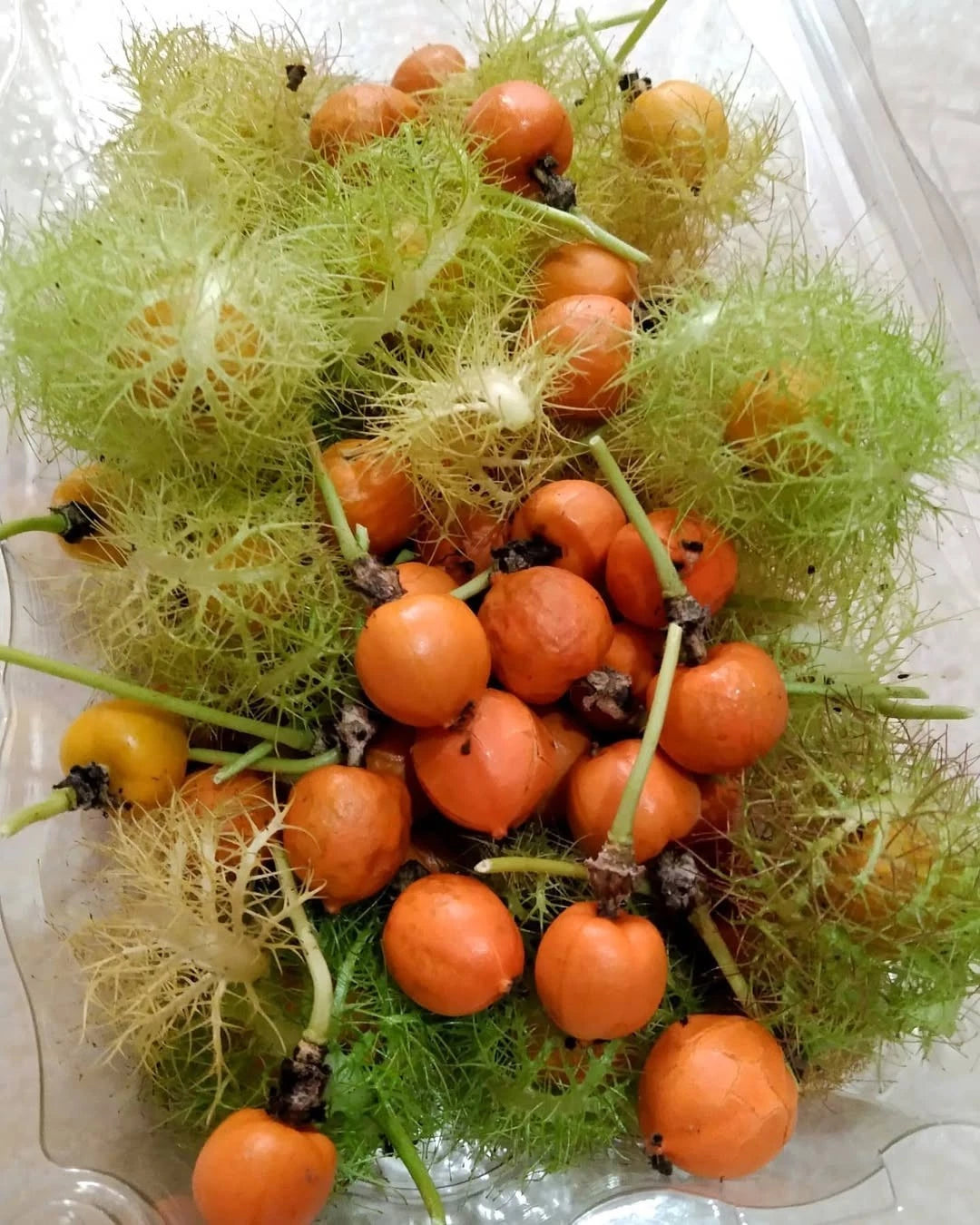 25+ Wild Passion Fruit Seeds (Passiflora foetida) – Rare Stinking Passionflower Botanical Specimen (Collectors Quality)