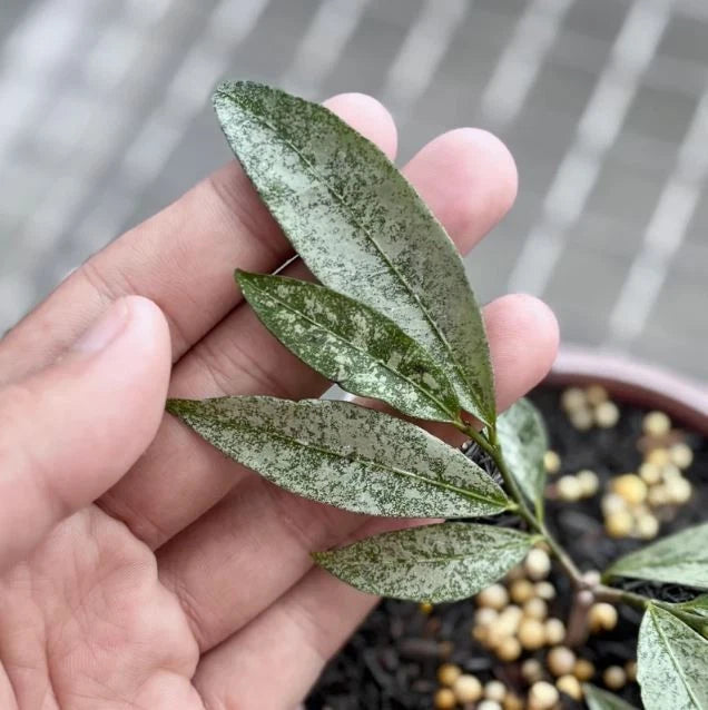 Hoya amicabilis 'Silver' – Rare Tropical Wax Plant