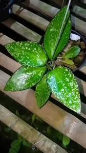 Hoya Clemensiorum ‘Dragon Scale’ | Rare Tropical Wax Plant | Grail Collector Hoya | Exotic Houseplant