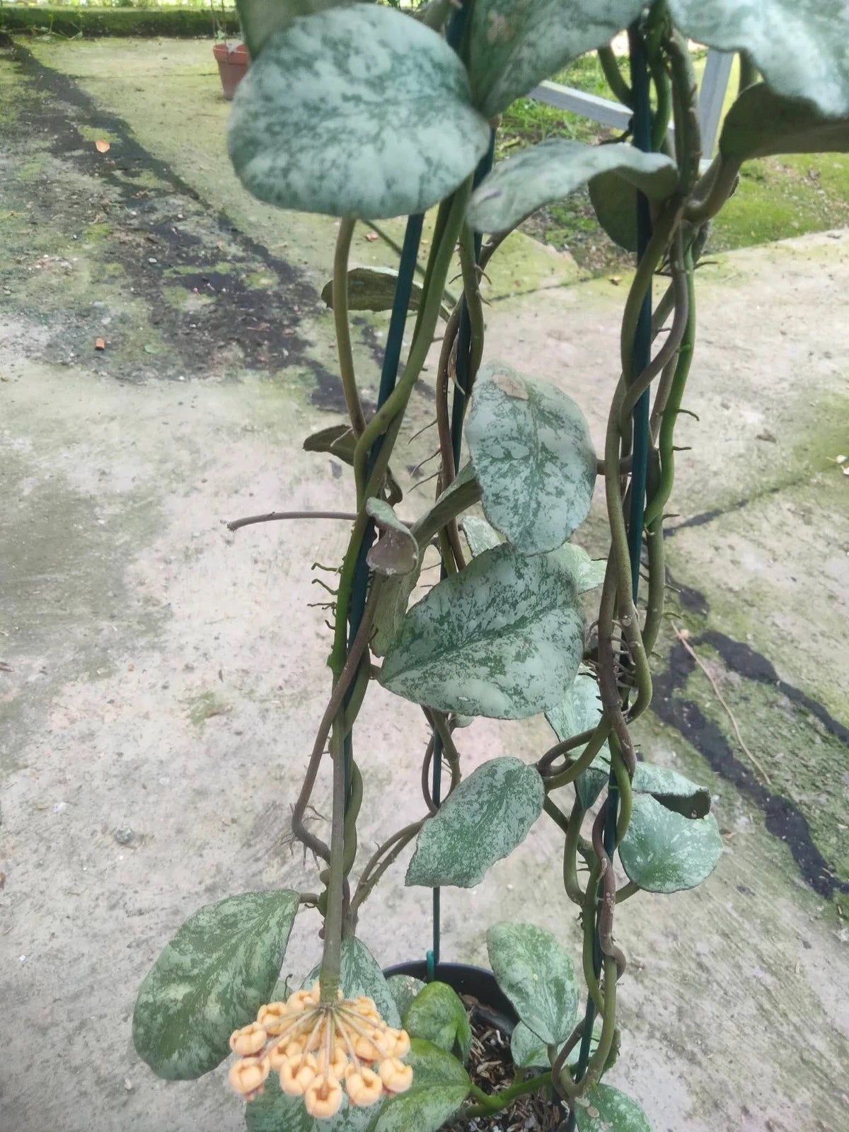 Hoya Waymaniae - Rare & Textured Tropical Wax Plant