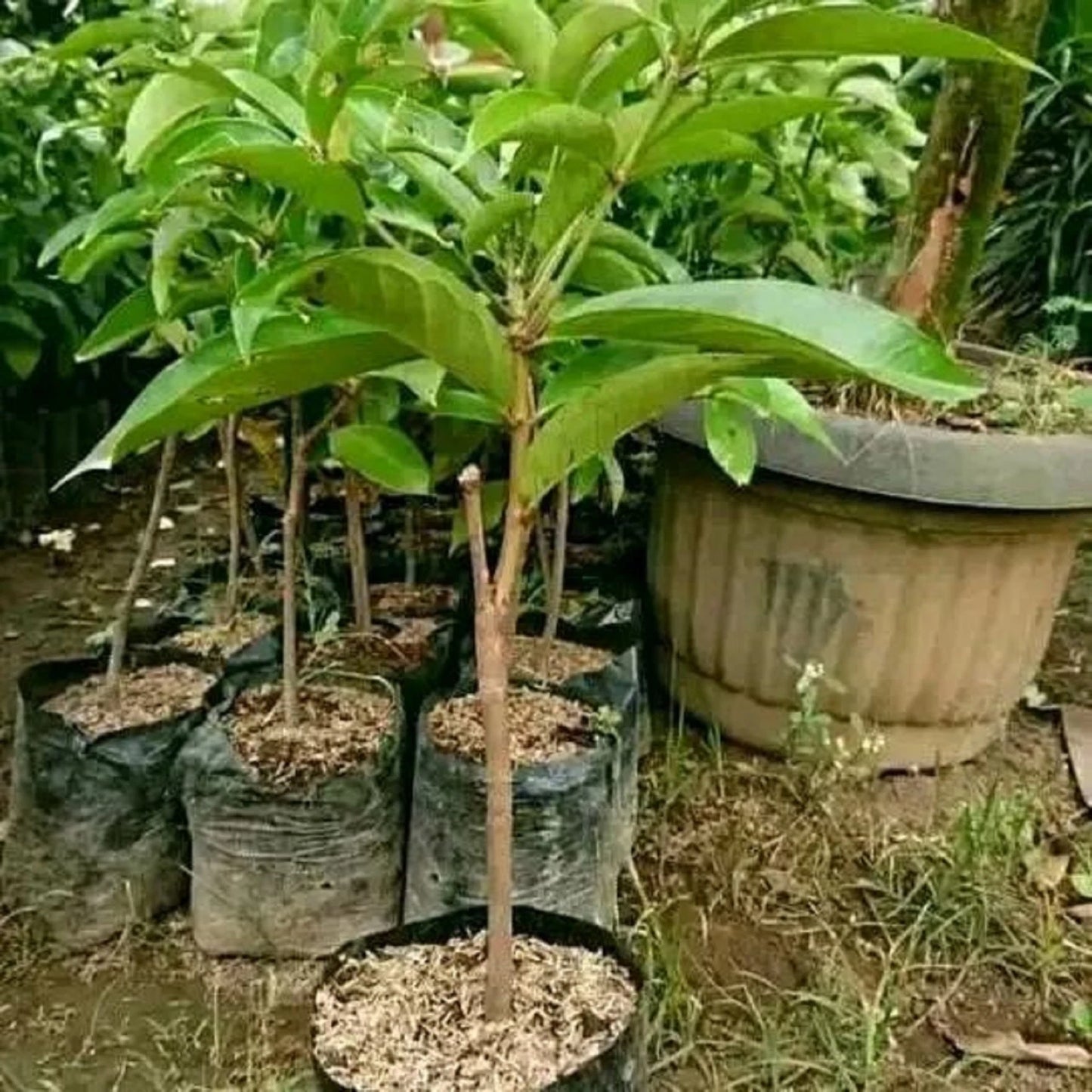 Jamaican Water Apple (Jambu Jamaika) - Premium Grafted Tropical Fruit Tree