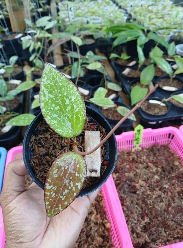 Hoya 'Aura' (Hoya cinnamomifolia x H. sulawesiana) – Rare Tropical Hybrid
