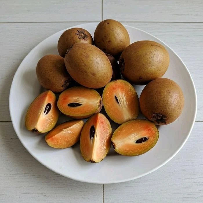Sapodilla Seeds var. Morena (Manilkara zapota 'Morena') – 35 pcs Premium Fresh Rare Sweet Chico Zapote Seeds