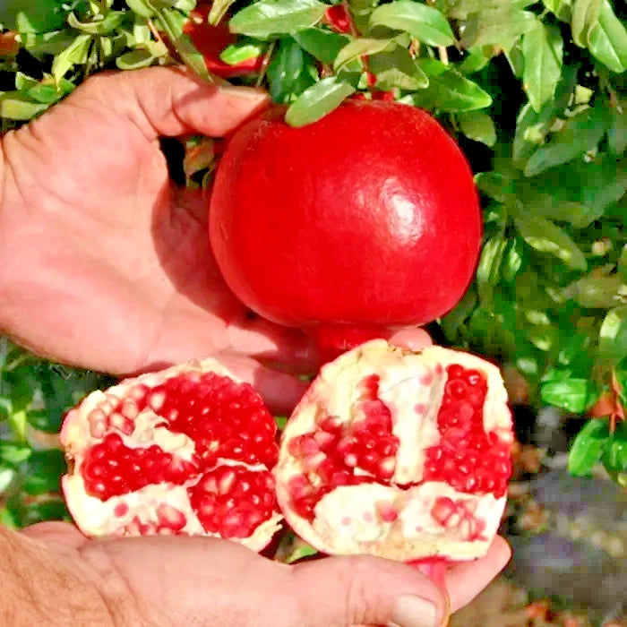 Red Pomegranate Fruit Seeds (2000+ Bulk Seeds, Punica granatum) – Premium High-Yield Ruby-Red Sweet Pomegranate Tree Seeds for Planting