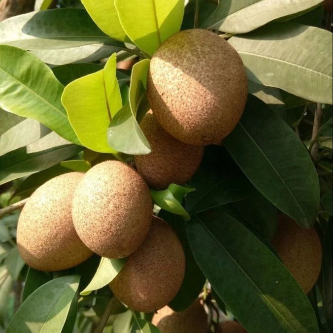 Guthi Sapodilla (Manilkara zapota) – 35+ Premium Chikoo Seeds