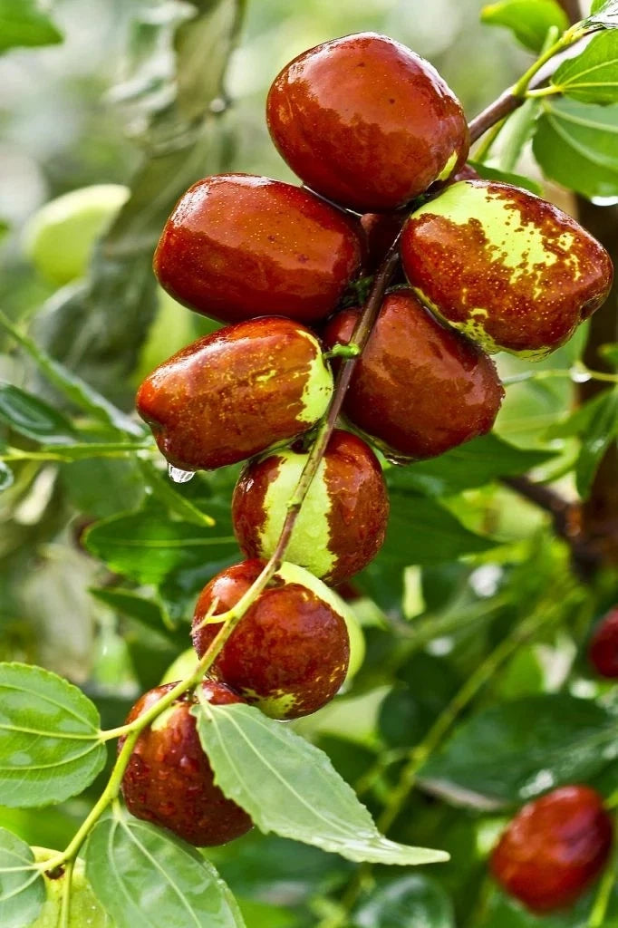 Chinese Jujube Seeds 120+ pcs (Ziziphus ziziphus) – Premium Certified Chinese Date / Red Date Fruit Tree Plant Seeds for Planting