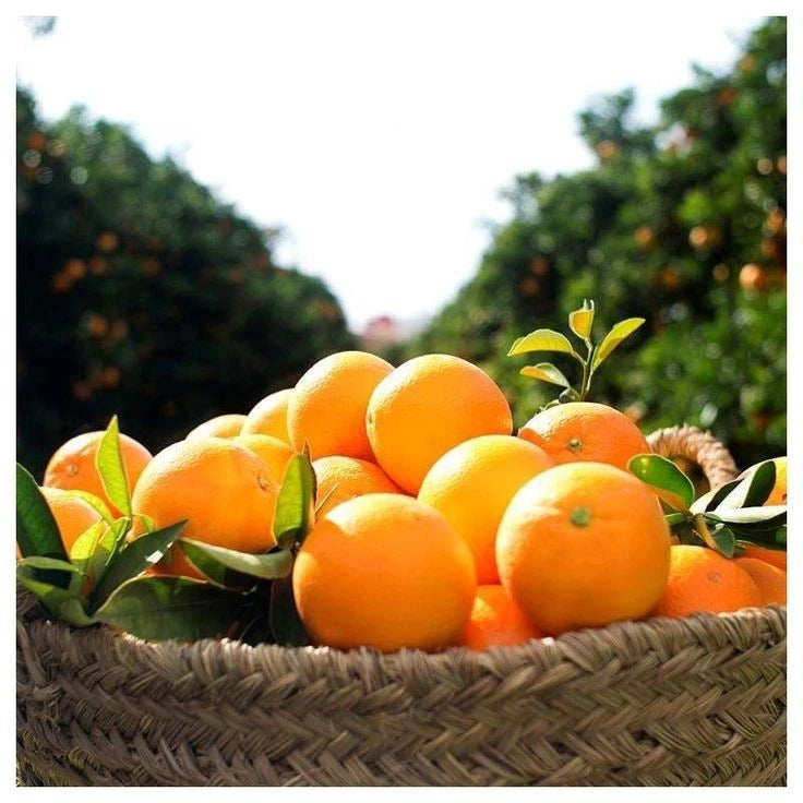 Reikou Orange Seeds (Citrus Reticulata Hybrid) – Certified Heirloom Japanese Mandarin Fruit Crop for Planting