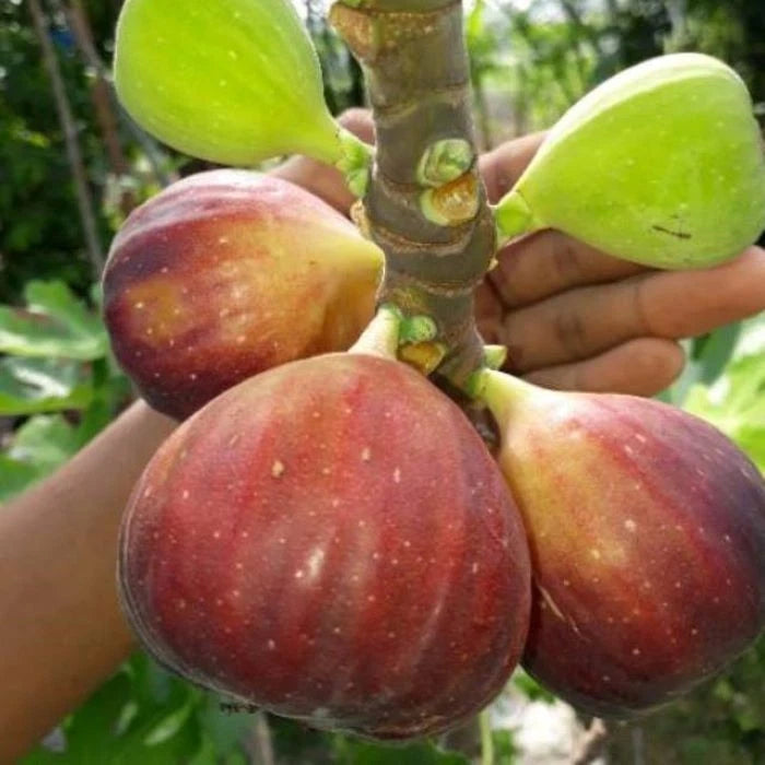 Fresh Common Fig (Ficus carica) – 100+ Premium Quality Seeds