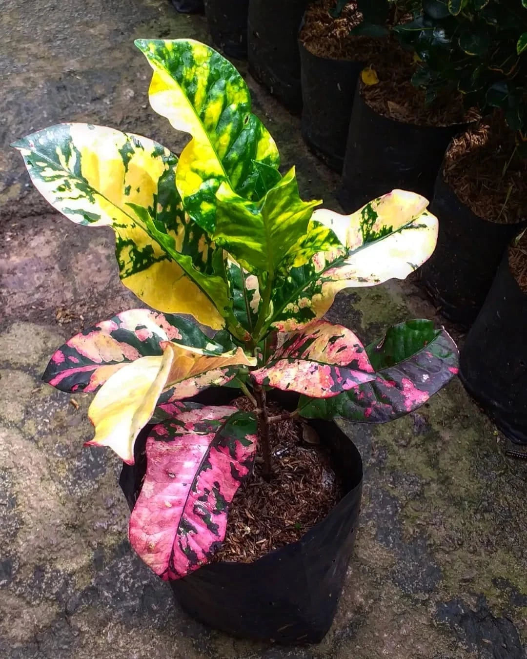 Rare Croton ‘Oscar’ | Codiaeum Variegatum | Colorful Tropical Foliage Plant | Exotic Houseplant