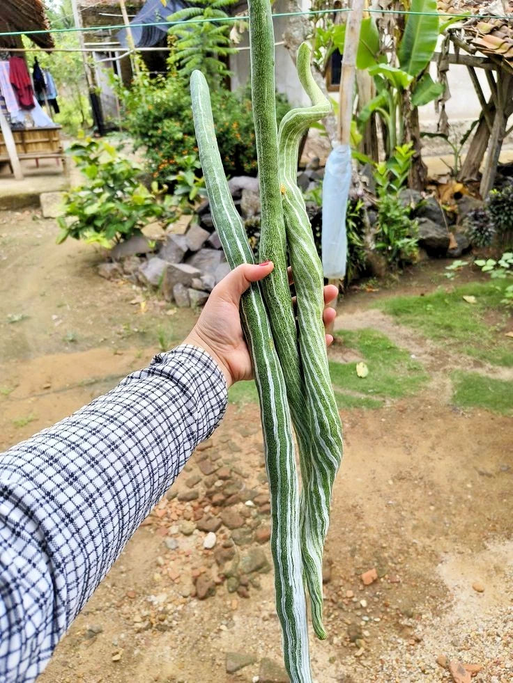 Snake Bitter Melon Seeds (Momordica charantia) – Premium Long Green Bitter Gourd Vegetable Seeds for Planting (300+ Pcs)