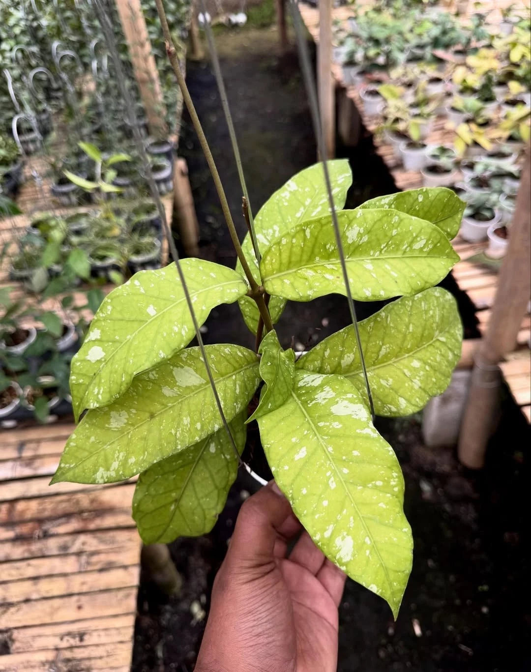 Hoya sp. Aceh Bur Perlak Rare Tropical Indoor Outdoor Wax Plant – Premium Certified Rare Hoya Cuttings/Seeds for Planting