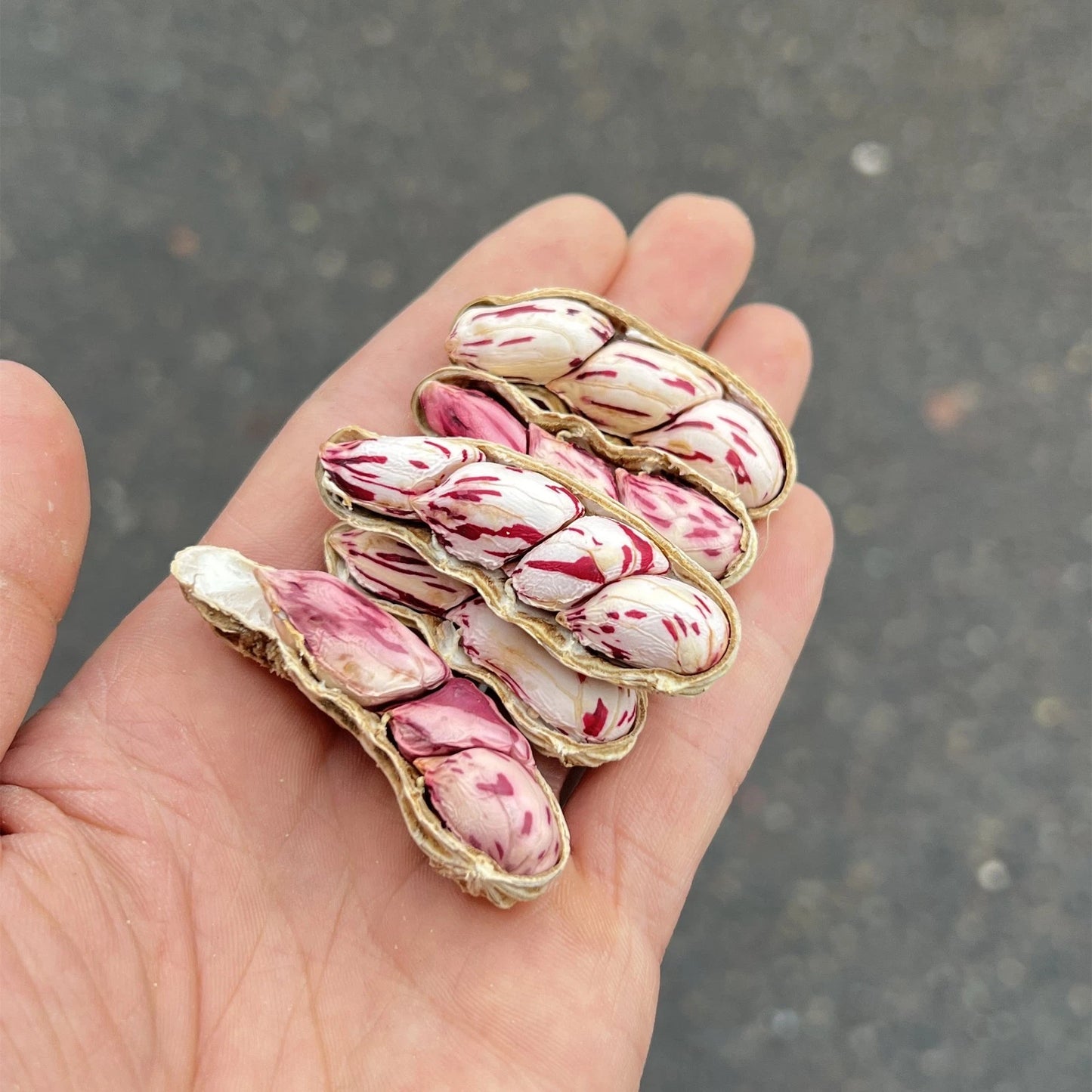 Giant Striped Peanut Seeds 100+ pcs (Arachis hypogaea L.) – Premium Certified Fast-Growing Jumbo Groundnut Crop Plant Seeds for Planting