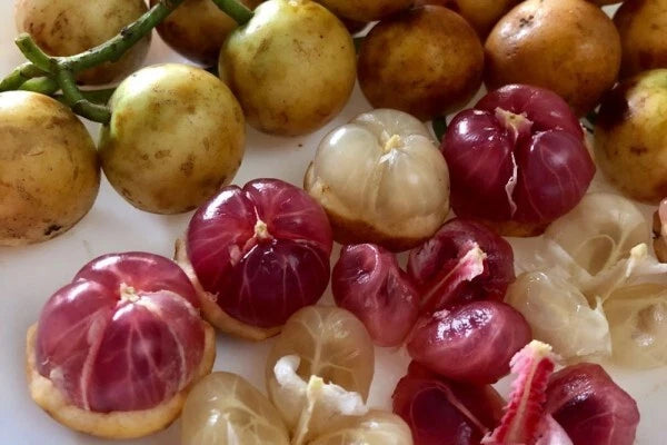 100+ Kepundung Menteng Seeds | Baccaurea racemosa Red | Exotic Tropical Fruit Tree Seeds