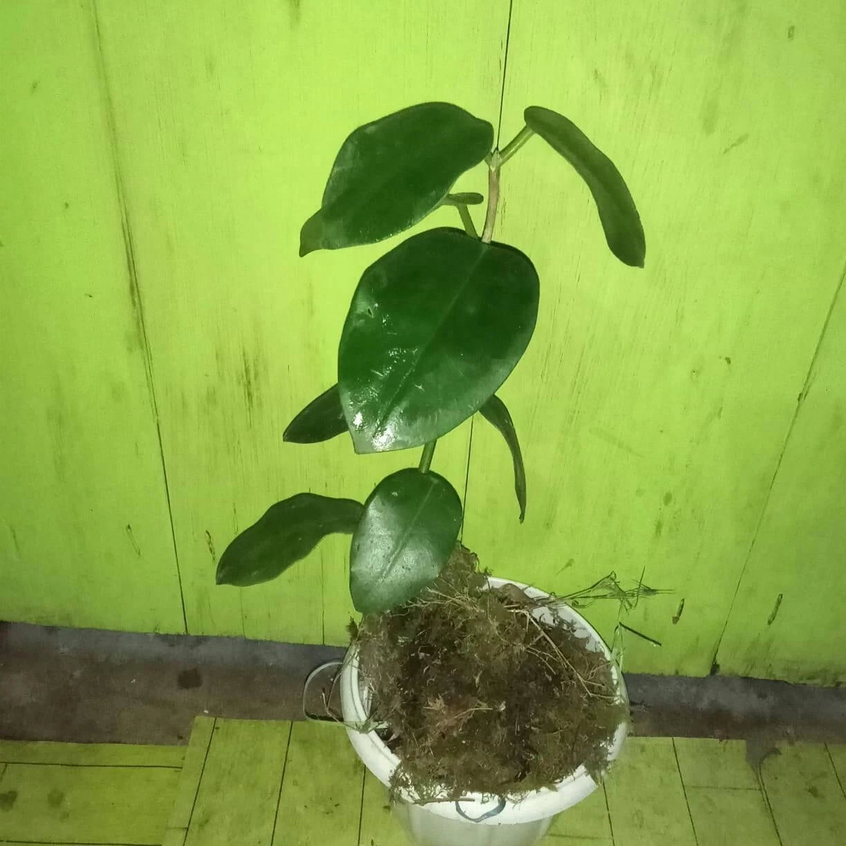 Hoya Ciliata Seeds (Rare Tropical Wax Plant Specimen) – Exotic Epiphytic Vine / Houseplant Seeds for Planting