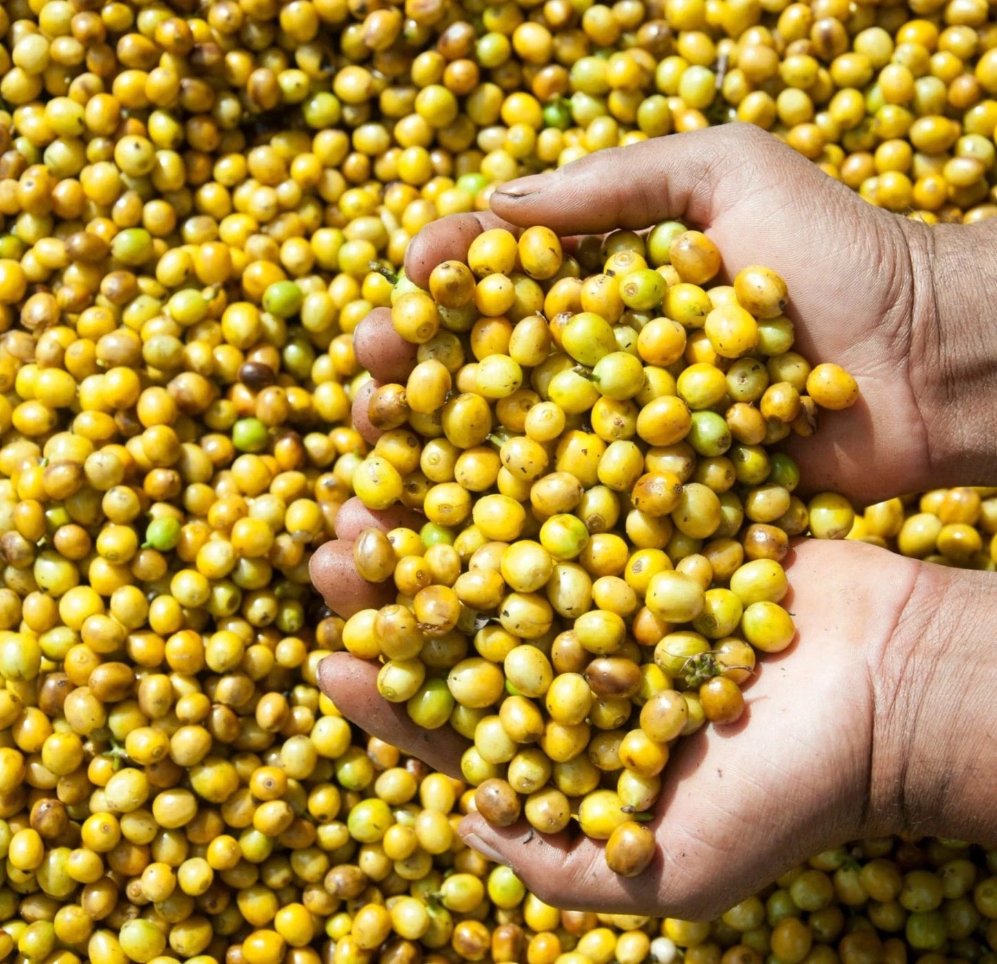 2000+ Premium Yellow Catuai Coffee Seeds (Coffea sp. Catuai) – Certified Heirloom Specialty Arabica Crop for Planting