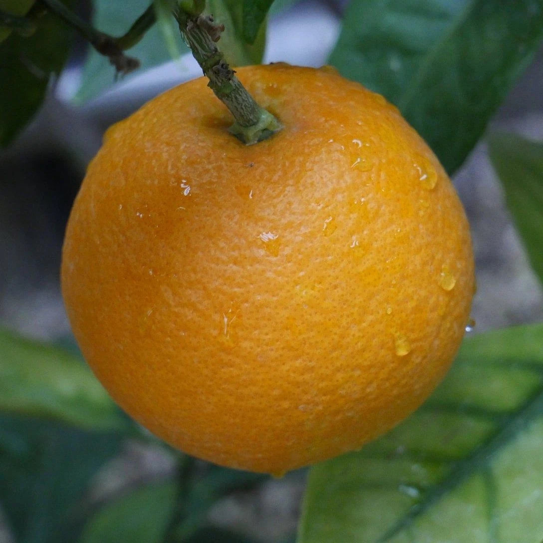 Hassaku Orange Seeds (Citrus hassaku) – 100 Premium Japanese Hybrid Citrus Seeds