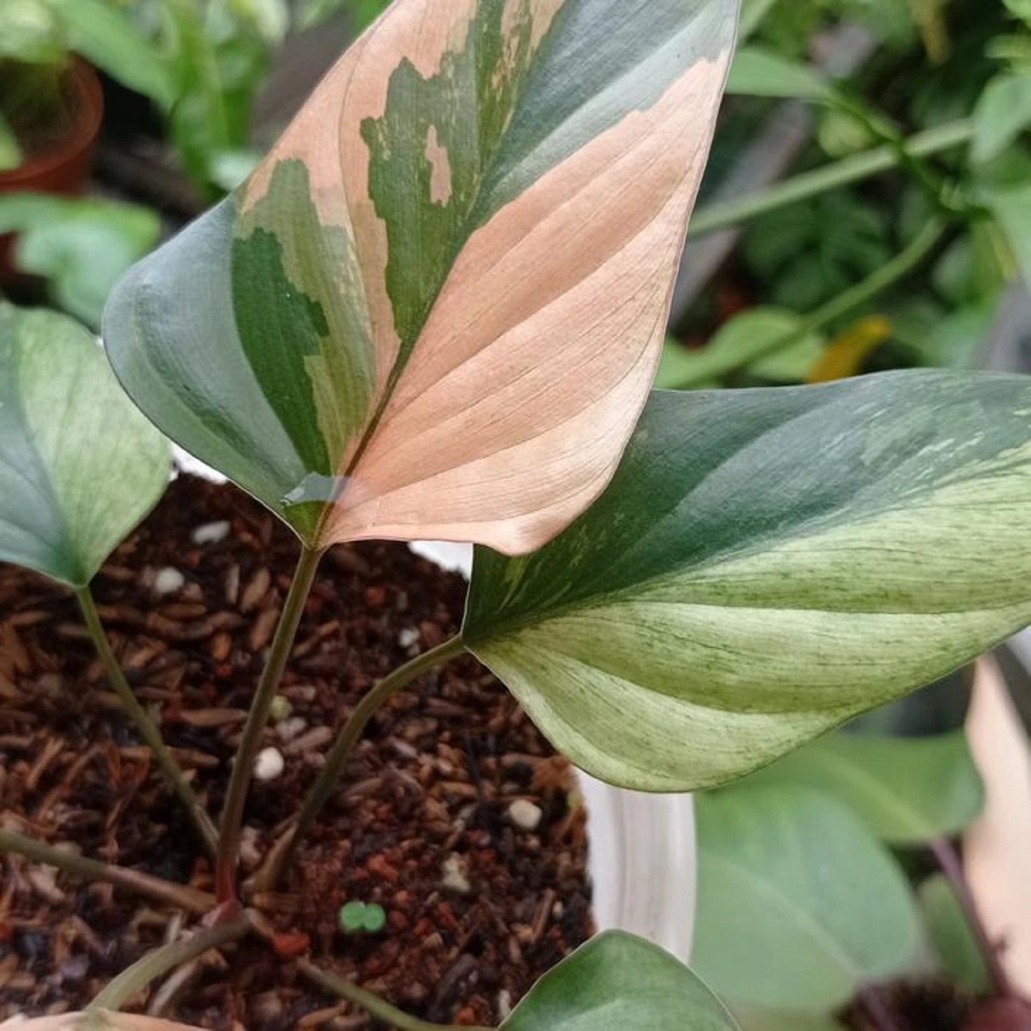 Homalomena 'Pink Diamond' Variegated – Rare Pink Tropical Aroid